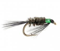 Black Diawl Bach - Green Throat