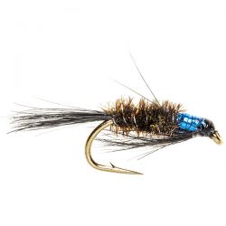 Black Diawl Bach - Blue Throat
