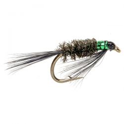 Black Diawl Bach - Green Throat