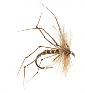 Daddy Longlegs - Brown Body