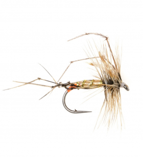 Daddy Longlegs - Orange Butt